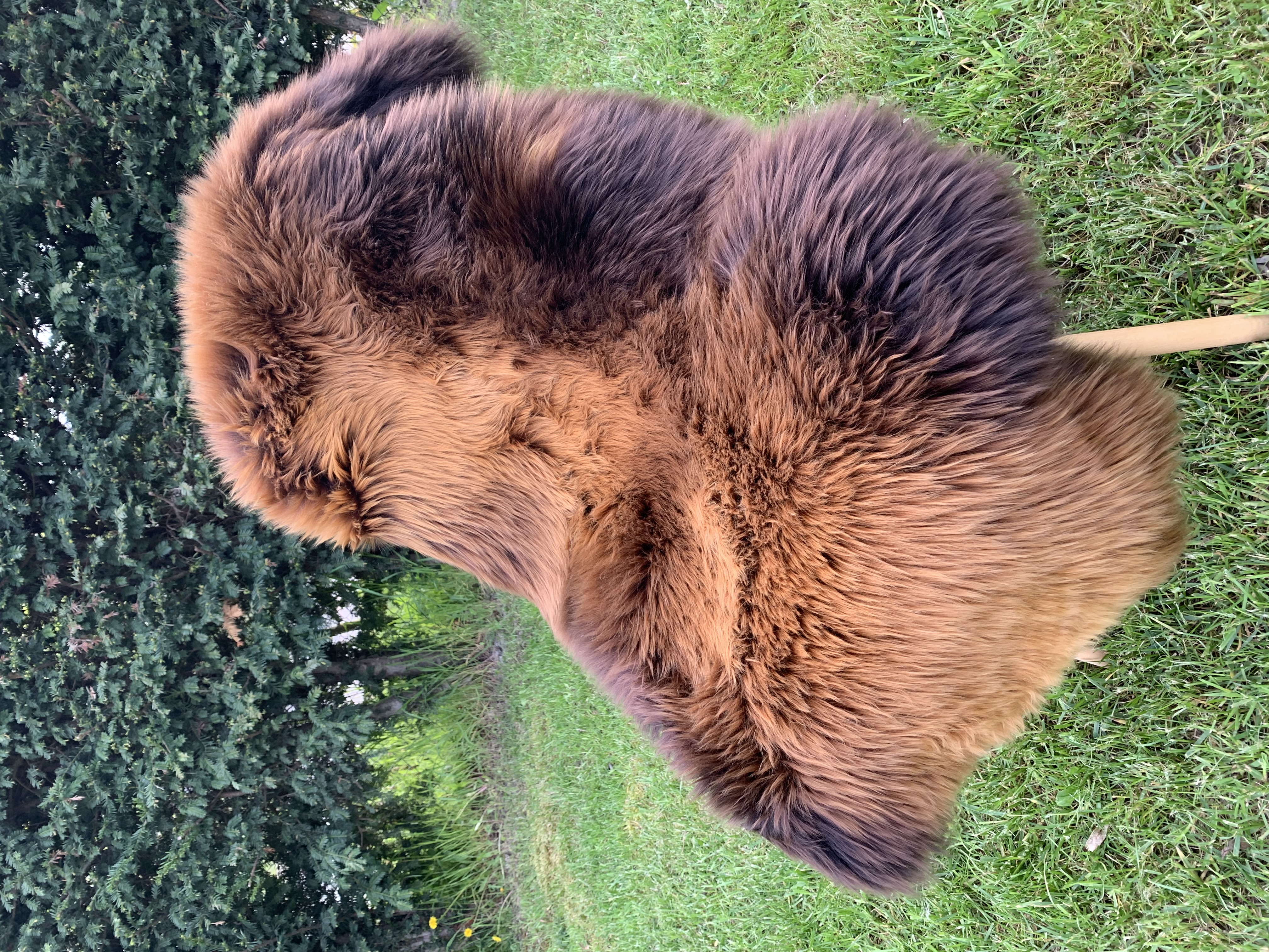 Schapenvachten  - Zweedse - chili-pepers-sheepskins-adam-leather