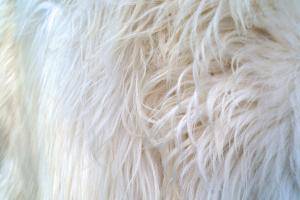 Schapenvachten  - Heidschnucke - decorative-carpet-heidschnucke-sheepskin