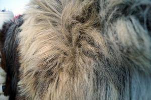 Schapenvachten  - Heidschnucke - glamorous-heidschnucke-sheepskin