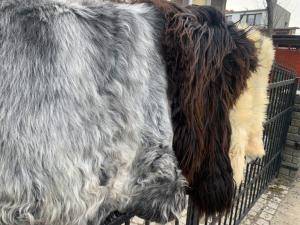 Schapenvachten  - Heidschnucke - heidschnucke-eco-sheep-adam-leather