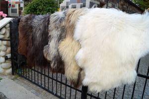 Schapenvachten  - Heidschnucke - natural-carpet-sheepskin-heidschnucke