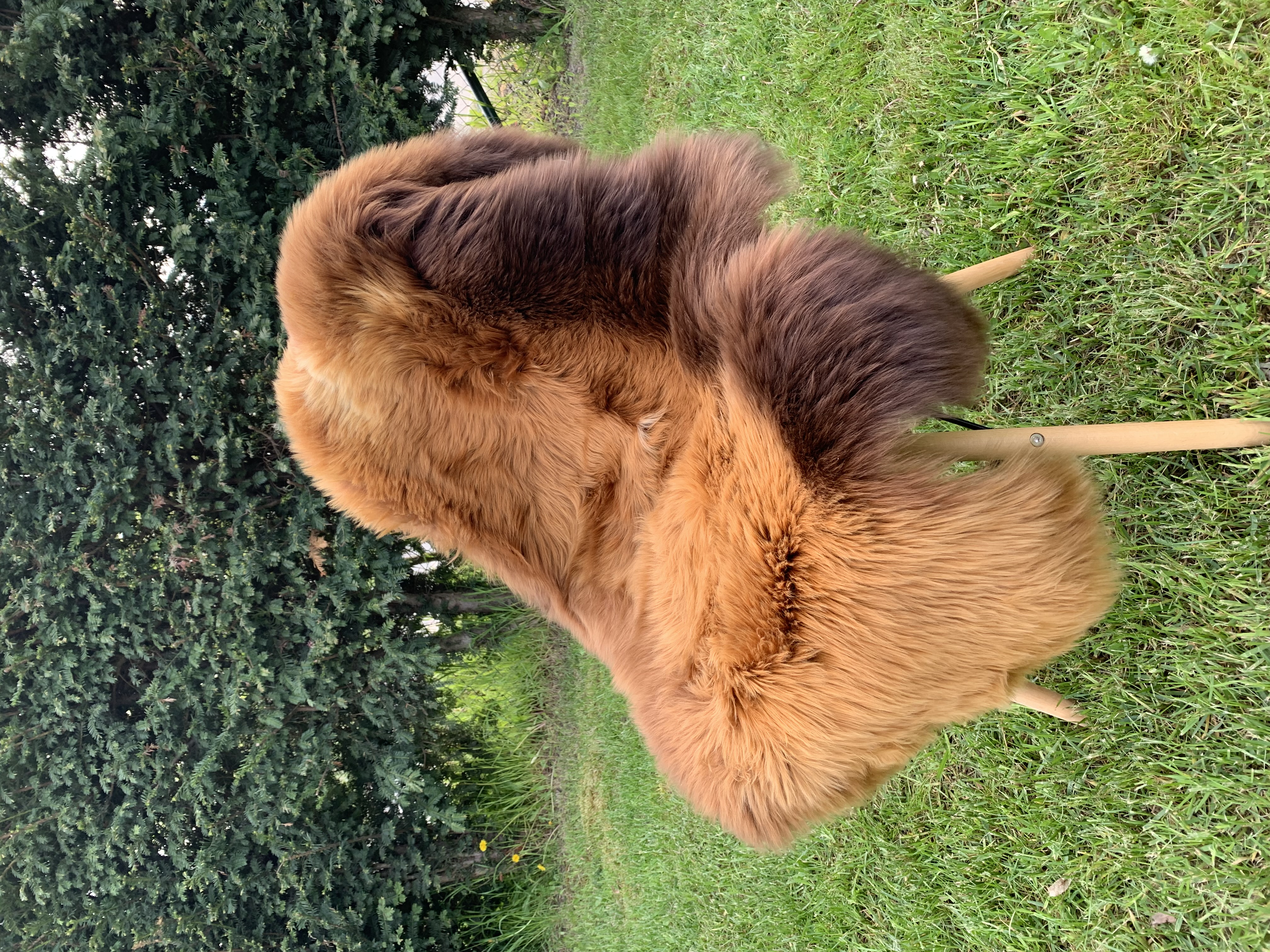 Schapenvachten  - Zweedse - red-hot-chili-pepers-sheepskins-adam-leather