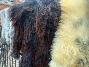 Schapenvachten  - Heidschnucke - sheep-heidschnucke-sheepskins-adam-leather
