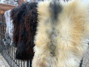 Schapenvachten  - Heidschnucke - sheepskins-heidschnucke-poland-adam-leather