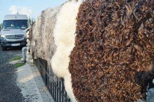 Schapenvachten  - Zweedse - swedish-sheepskins-multicolor-adam-leather