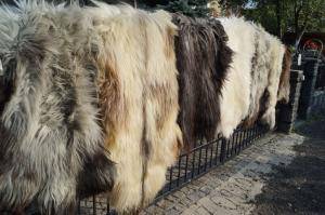 Schapenvachten  - Heidschnucke - unique-heidschnucke-sheepskin