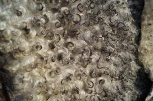 Schapenvachten  - Gotland - white-black-curly-beauty-sheepskin