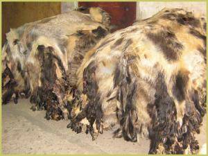 Schapenvachten  - Everzwijnvachten - charming-boar-skins-adam-leather