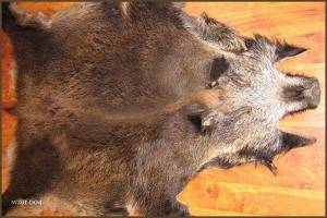 Schapenvachten  - Everzwijnvachten - decorative-boar-skins-adam-leather
