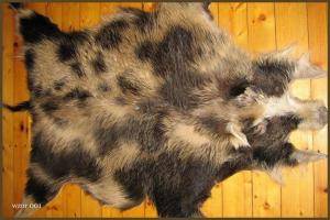 Schapenvachten  - Everzwijnvachten - natural-boar-skins-adam-leather