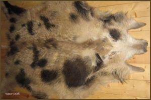 Schapenvachten  - Everzwijnvachten - pretty-boar-skins-adam-leather
