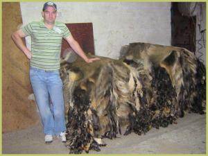 Schapenvachten  - Everzwijnvachten - stunning-boar-skins-adam-leather