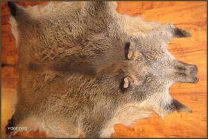 Schapenvachten  - Everzwijnvachten - unique-boar-skins-adam-leather