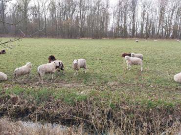 Schapenvachten  - Siesta is in volle gang!