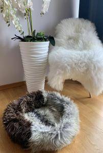 Schapenvachten  - Nieuwe week, nieuwe kleuren Introductie van nieuwe kleuren voor onze viervoeters