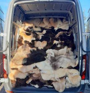 Schapenvachten  - Mooie zonnige dag en we hebben weer een geslaagde zakenreis naar Berlijn!