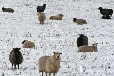 Schapenvachten  - De Schapen