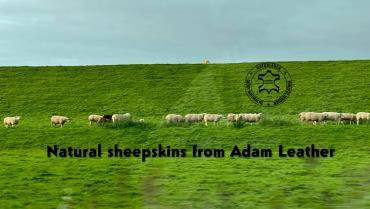 Schapenvachten  - Zakenreis naar Amsterdam - Adam - Leer