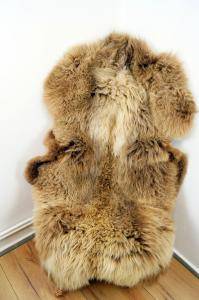 Schapenvachten  - Onze Hollandse schapenvachten