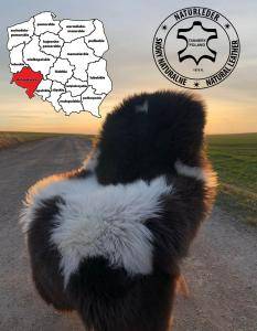 Schapenvachten  - Ecologische en natuurlijke schapenvachten - leerlooierij, woiwodschap Neder-Silezië - Polen