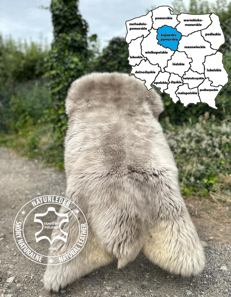 Schapenvachten  - Schapenvachten uit Bydgoszcz, woiwodschap Kujavië-Pommeren, Polen