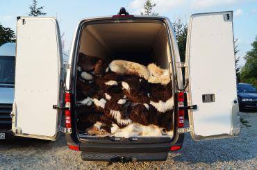 Schapenvachten  - Professioneel transport